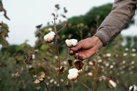cotton field